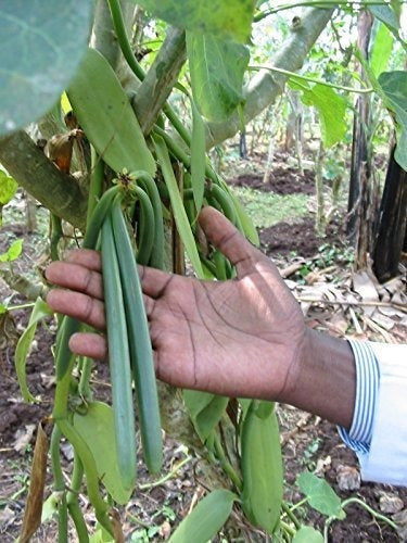 25 granos de vainilla grado B de extracto de Tahití 4 6