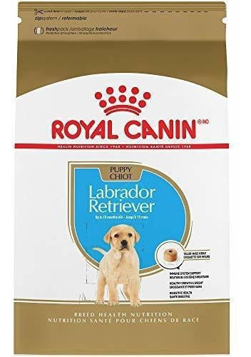 Cachorro Labrador Retriever Royal Canin Breed Health