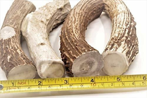 TRATAMIENTO DENTAL DE PERROS