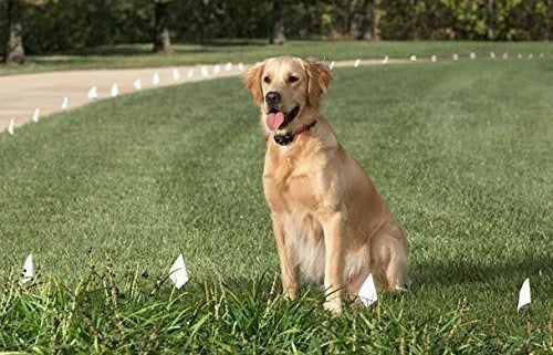 Correa para perro color Negra 3 4 X 28