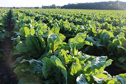 Proceso Estándar - A-f Betafood - Suplemento Digestivo Sin