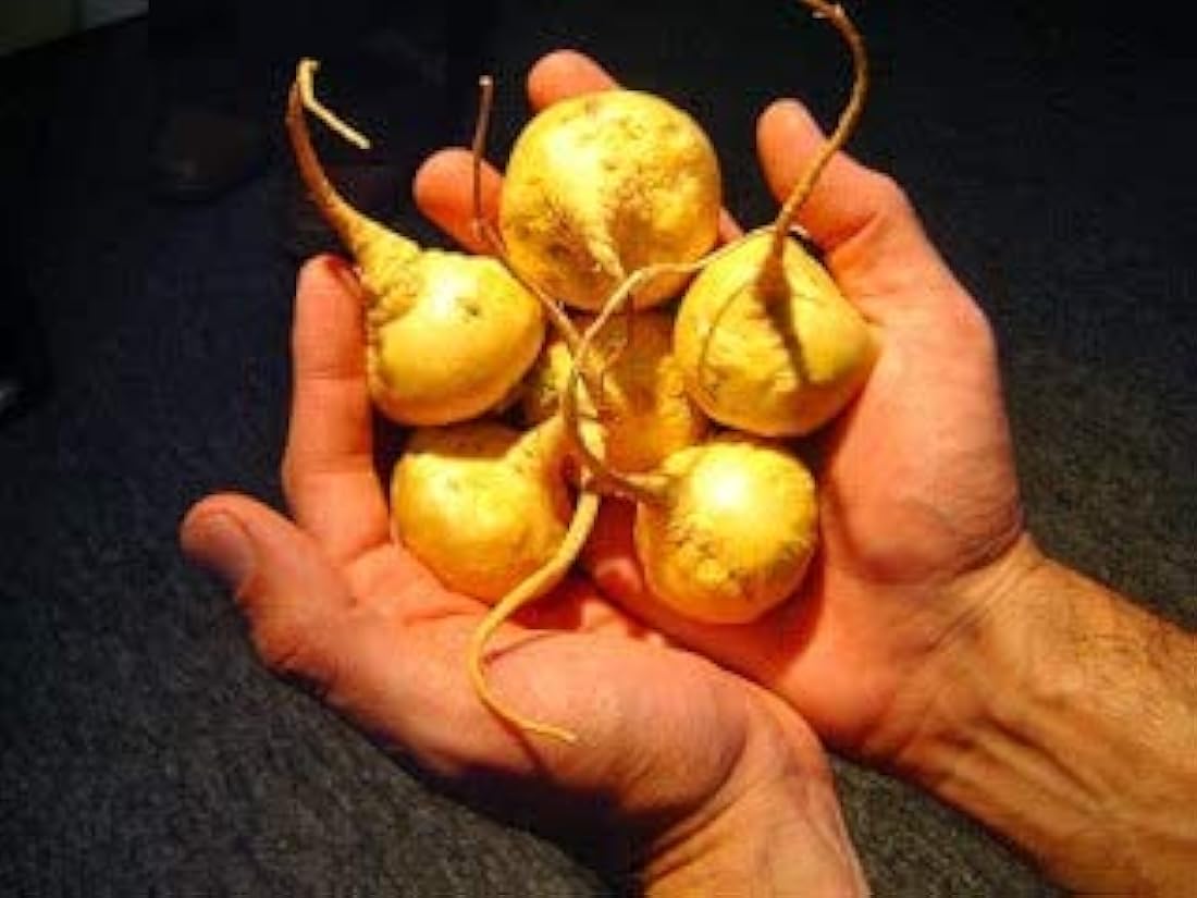 Triple Maca en polvo orgánico 100% por incaliving
