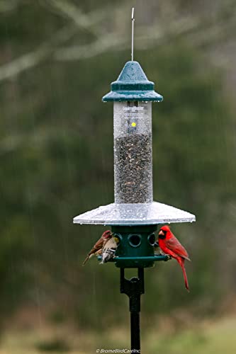 Squirrel Buster Plus - Comedero para pájaros a prueba de ardillas con anillo cardenal