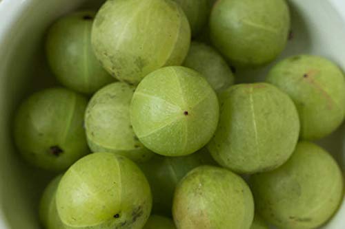 Amla en Polvo Orgánico Terrasoul Superfoods, 4 lbs, Vitamina C