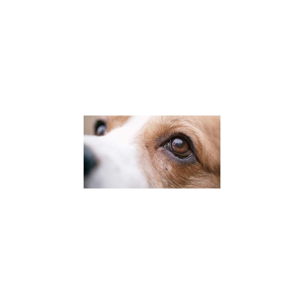 Vitaminas o Complemento para ojos de perro
