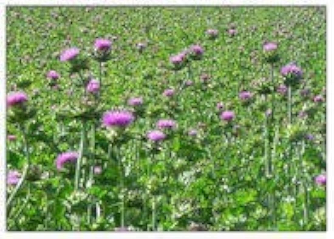 Cardo Mariano Semillas Polvo 16oz 1 Lb  (Silybum marianum)