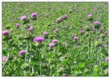 Cardo Mariano Semillas Polvo 16oz 1 Lb  (Silybum marianum)