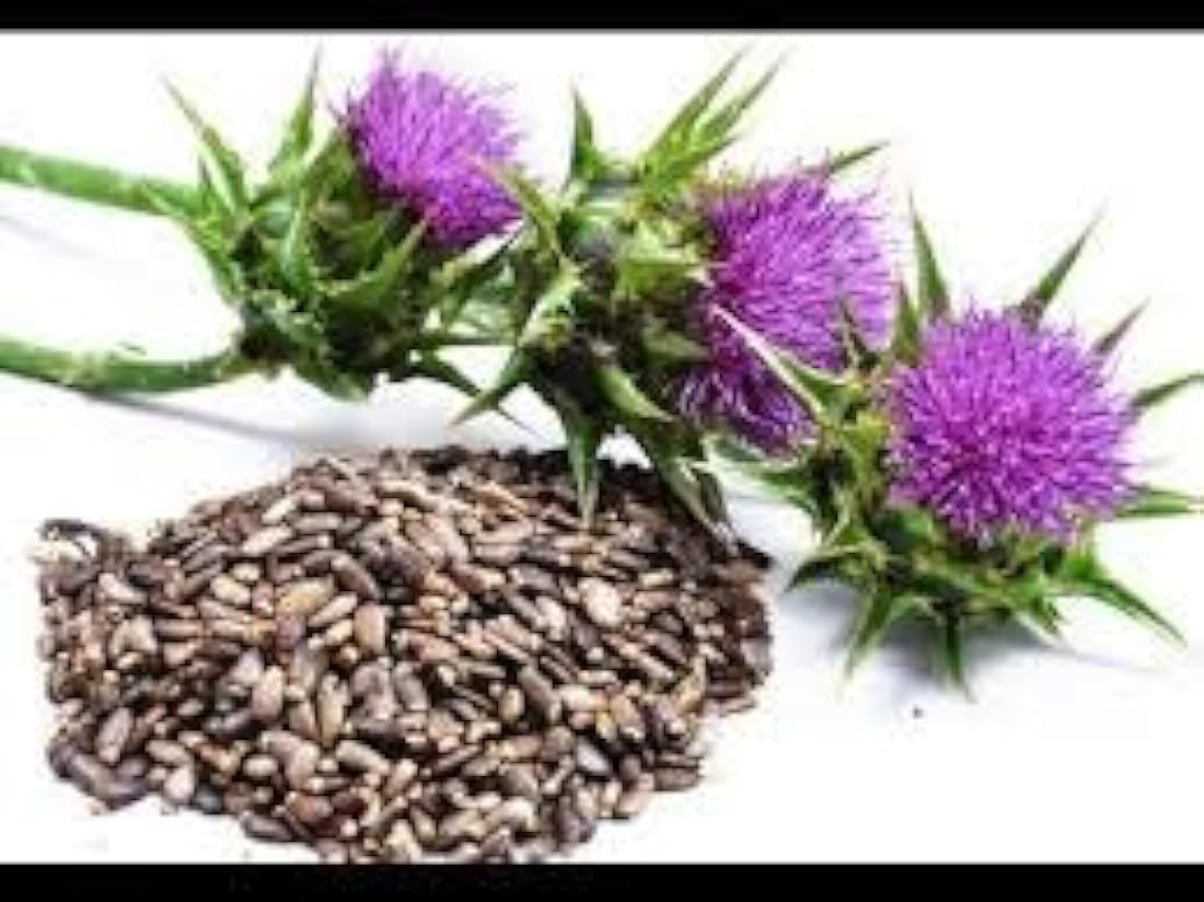 Cardo Mariano Semillas Polvo 16oz 1 Lb  (Silybum marianum)