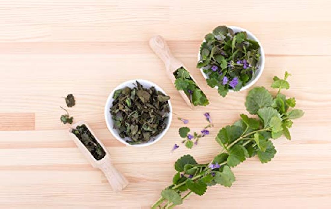 Hiedra terrestre (glechoma hederacea L.) – Salud Embajada
