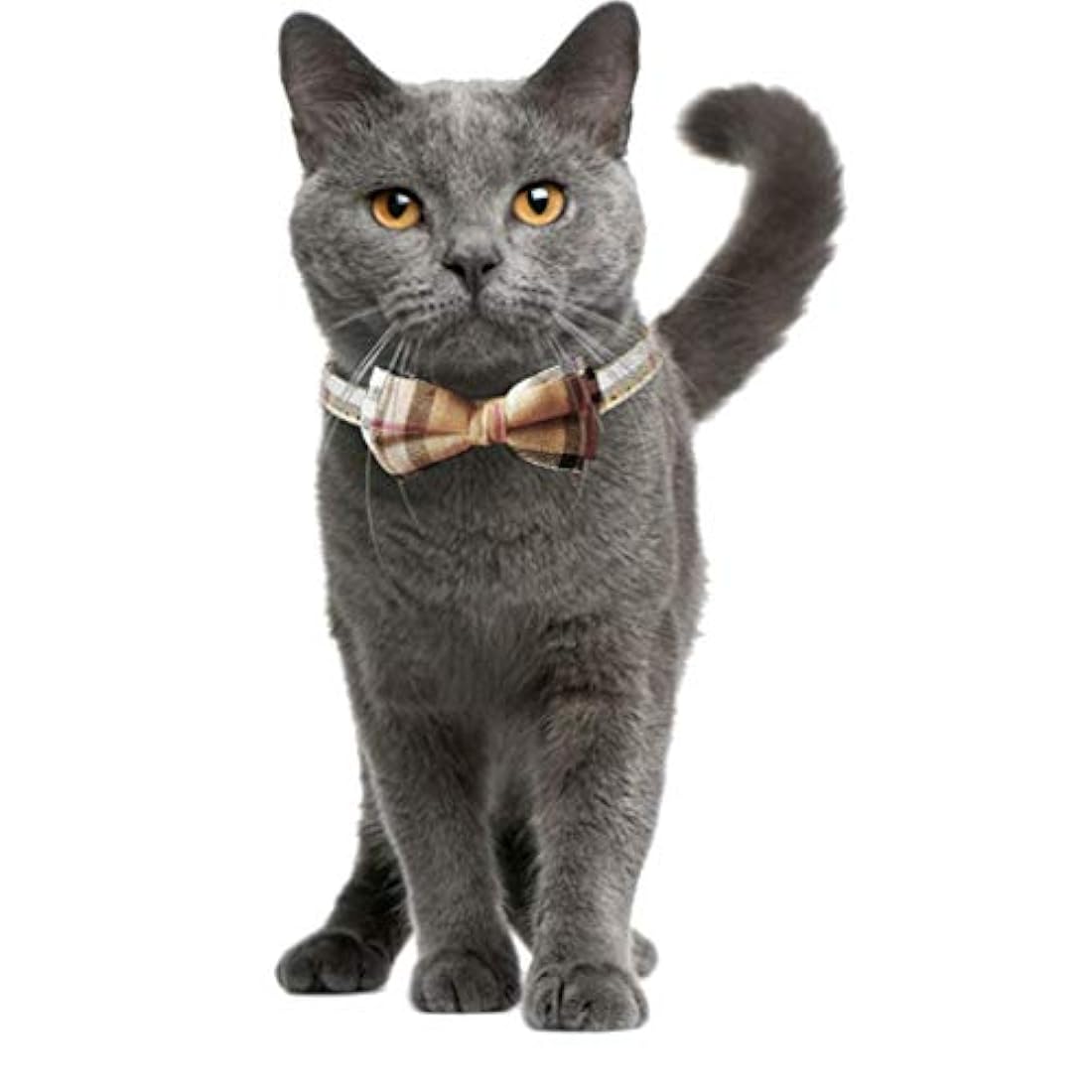 Set Collar de gato y con linda pajarita.
