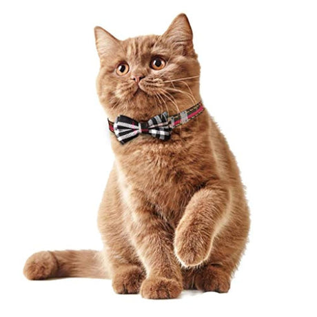 Set Collar de gato y con linda pajarita.