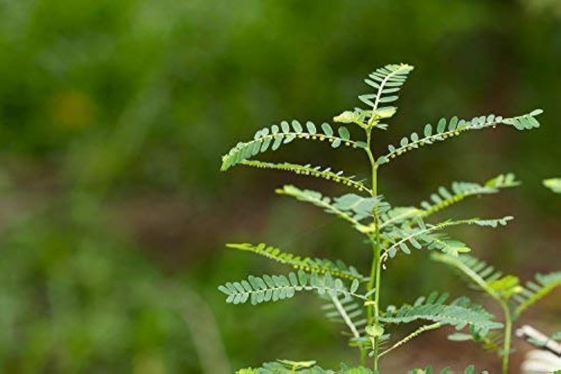Suplemento de hierbas líquidas por Cedar Bear Naturales, 1
