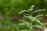 Suplemento de hierbas líquidas por Cedar Bear Naturales, 1