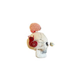 Peluches cráneo humano de adulto