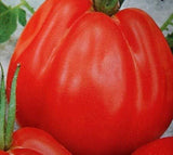 Semillas de Tomate Grande 100 lbs Non-GMO - 25 Semillas