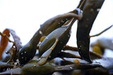 polvo orgánico Starwest Botanicals