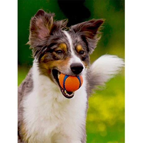 Chuckit Ultra Toy Ball para perros, X-Large