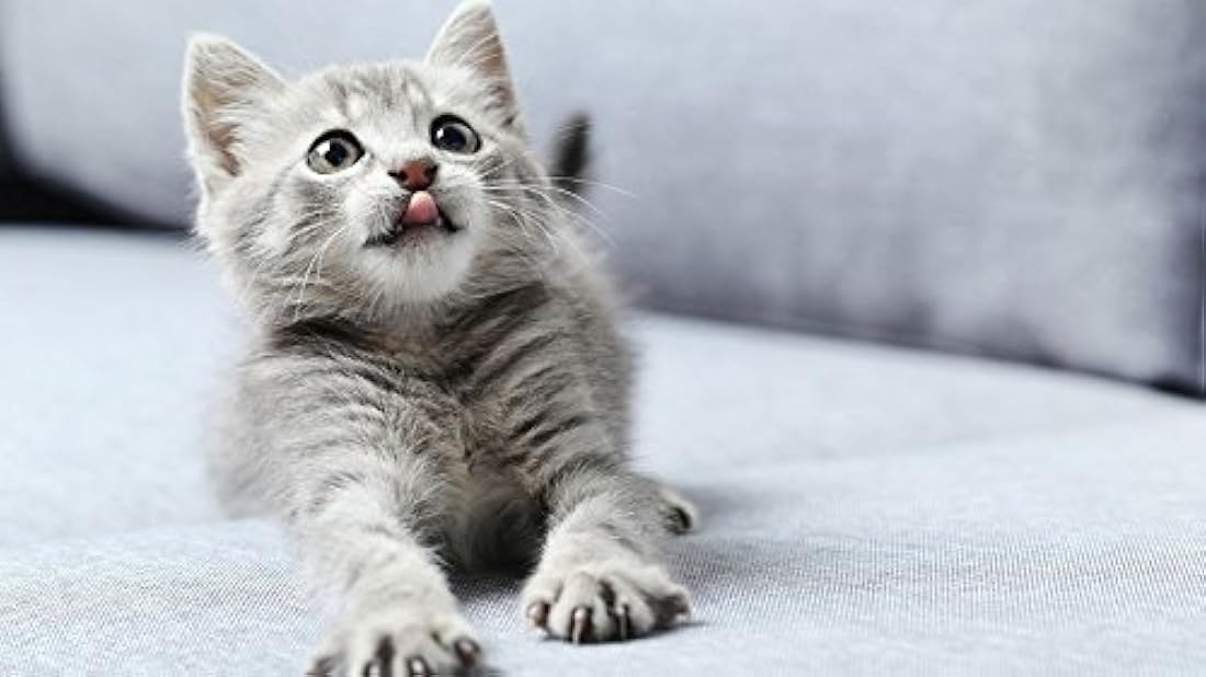 Kit de iniciación para gatos