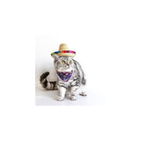 Disfraces de Sombrero para perro talla S