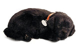 Perrito perfecto de respiración de laboratorio negro