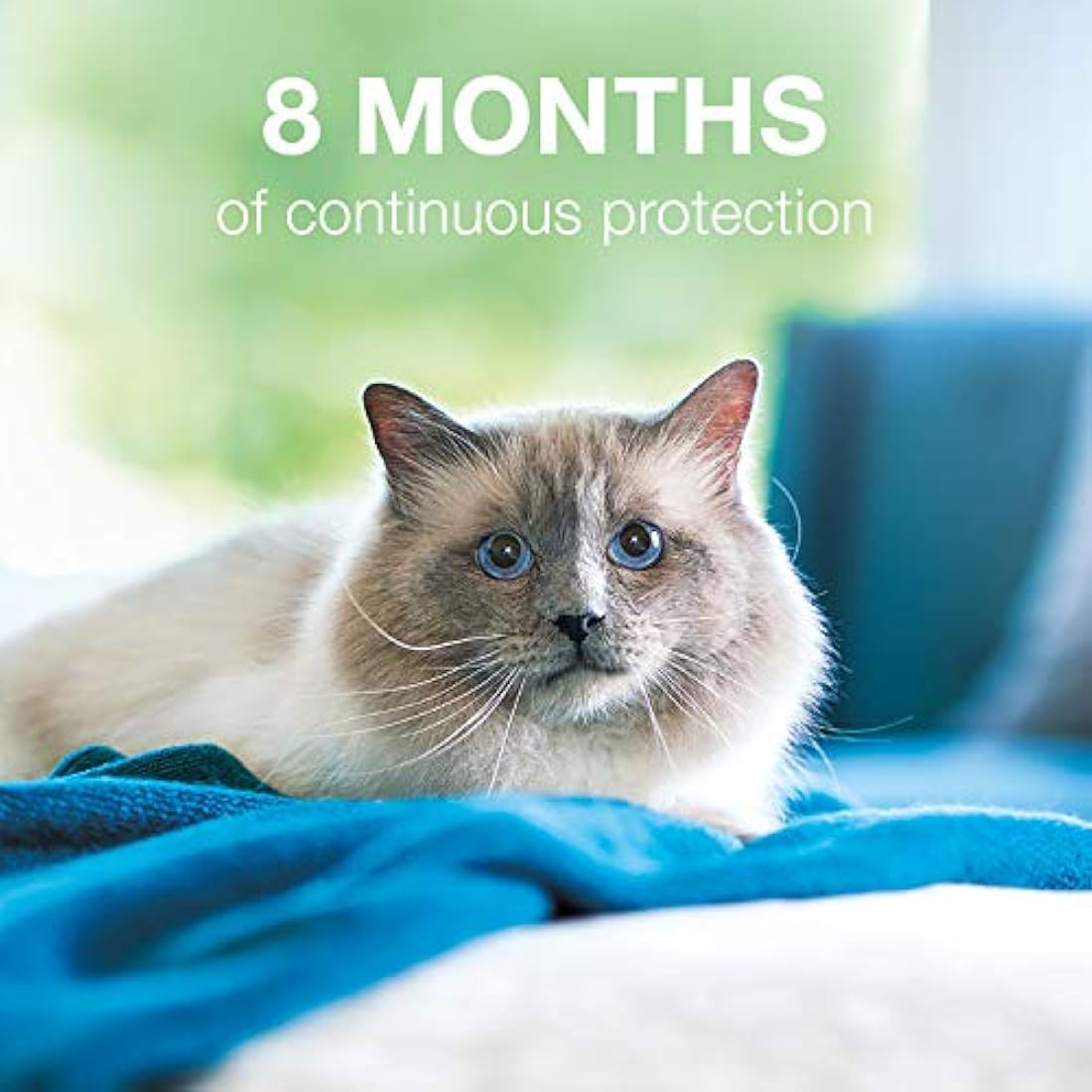 Bayer Seresto - Collar para gato (pulgas y garrapatas)