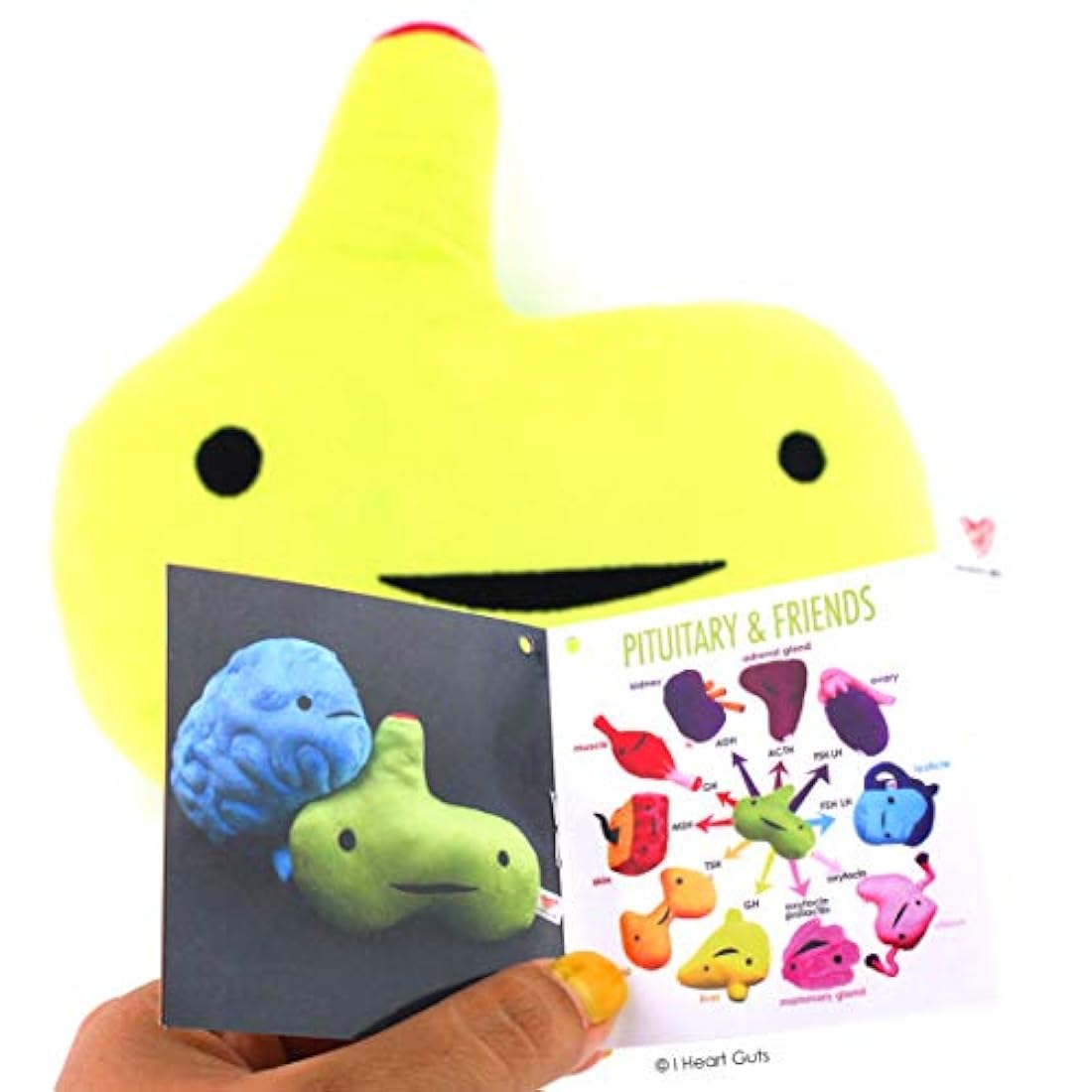Peluche Glándula pituitaria