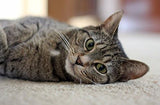 Pastillas relajantes PET SUPPLEMENTS para gatos
