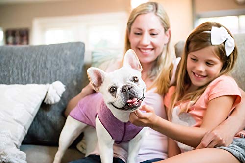 Camiseta para perro con protección UV, alivia la ansiedad de las mascotas, protege heridas, previene las colas de zorro, alopecia, lavable a máquina, para uso durante todas las estaciones, 28, Violeta