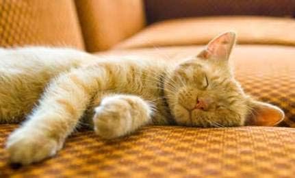 Capsulas relajantes para gatos I LOVE MY PETS LLC