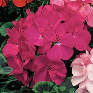 Semillas de Geranio Anual 25 semillas Outsidepride para plantar