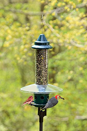 Squirrel Buster Plus - Comedero para pájaros a prueba de ardillas con anillo cardenal