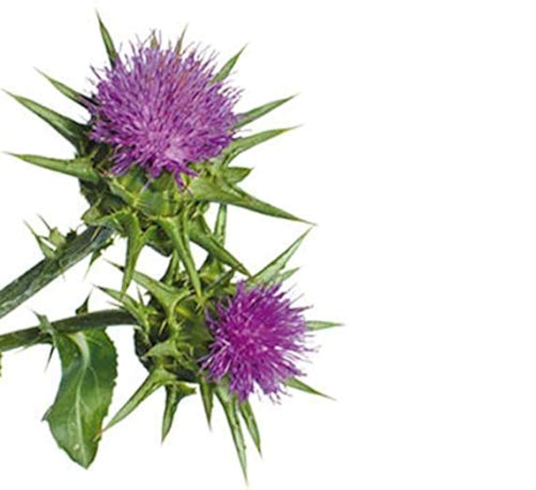 Cardo Mariano Semillas Polvo 16oz 1 Lb  (Silybum marianum)