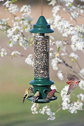 Squirrel Buster Plus - Comedero para pájaros a prueba de ardillas con anillo cardenal