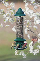 Squirrel Buster Plus - Comedero para pájaros a prueba de ardillas con anillo cardenal
