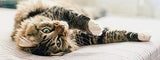 90 capsulas por botellas de calmantes para gatos PETS LLC