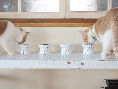 Plato de comida para gatos
