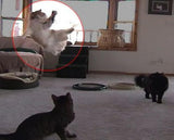 Juguete para gatos Da Bird Cool Cyber Catd