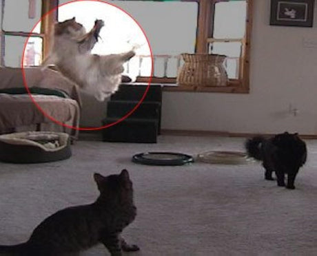 Juguete para gatos Da Bird Cool Cyber Catd
