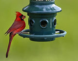 Squirrel Buster Plus - Comedero para pájaros a prueba de ardillas con anillo cardenal