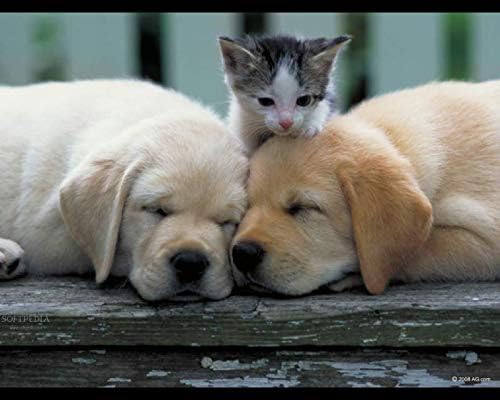 2 botellas de relajantes naturales para gatos VITAMINS LLC