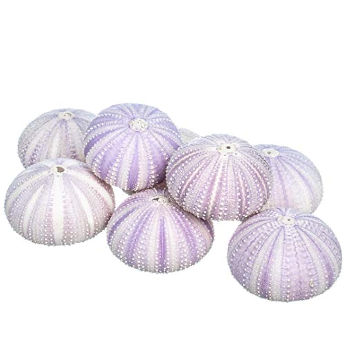 Urchin marino de comercio náutico concha de urchina de mar