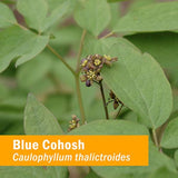 zacate Pharm orgánico certificado Azul Cohosh Extracto