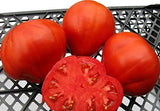 Semillas de Tomate Grande 100 lbs Non-GMO - 25 Semillas