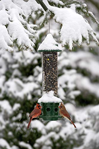 Squirrel Buster Plus - Comedero para pájaros a prueba de ardillas con anillo cardenal