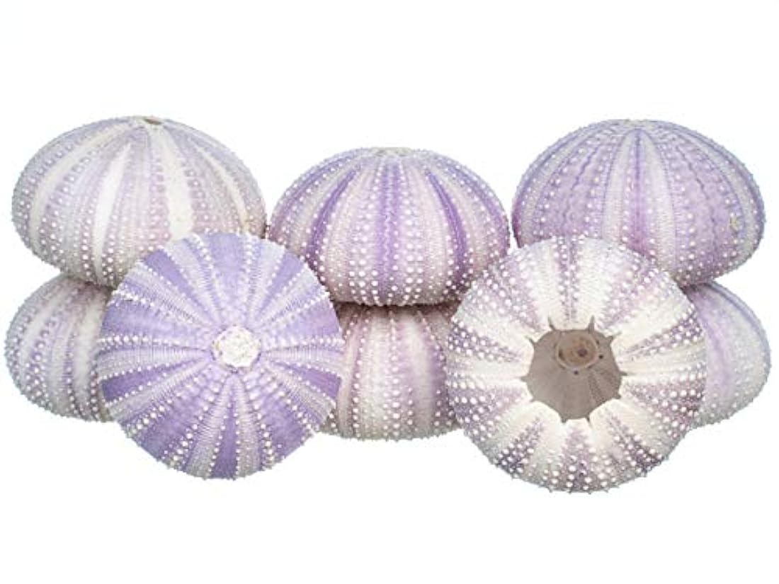 Urchin marino de comercio náutico concha de urchina de mar