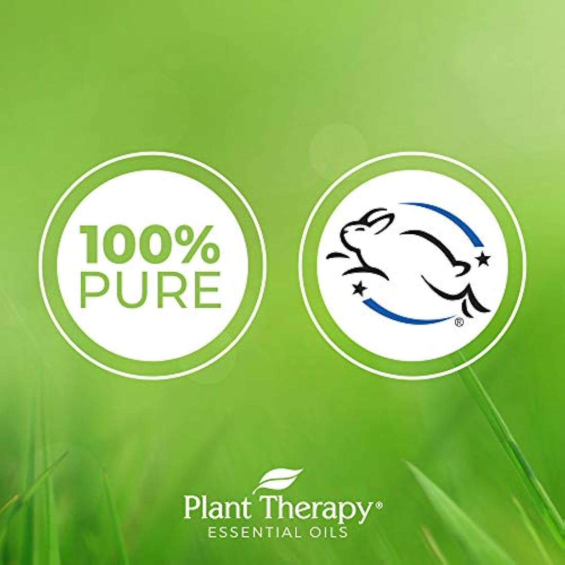 Plant Therapy Juego sinergias de 6 mejores aceite esencial