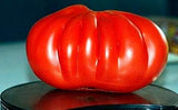 Semillas de Tomate Grande 100 lbs Non-GMO - 25 Semillas
