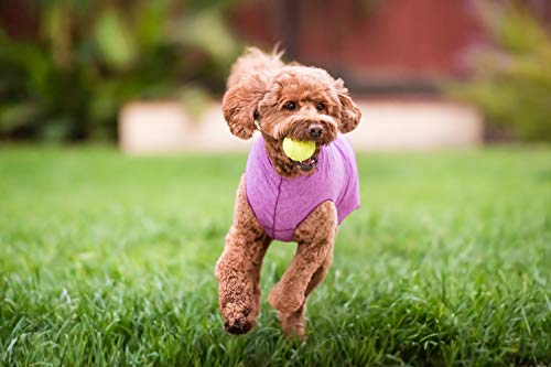 Camiseta para perro con protección UV, alivia la ansiedad de las mascotas, protege heridas, previene las colas de zorro, alopecia, lavable a máquina, para uso durante todas las estaciones, 28, Violeta