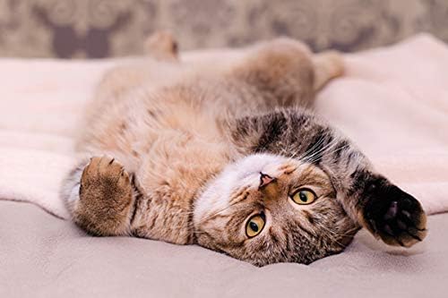 Capsulas relajantes para gatos I LOVE MY PETS LLC