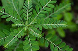 Suplemento de hierbas líquidas por Cedar Bear Naturales, 1